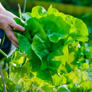 Vertical Farming Lettuce