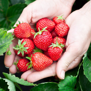 Vertical Farming Strawberry