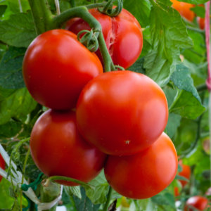 Vertical Farming Tomato